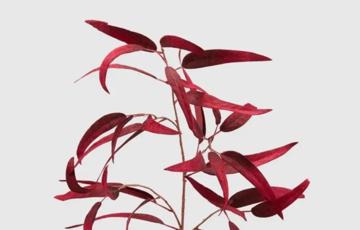 Eucalyptus camaldulensis: significato, idee e aspirazioni legate all’albero